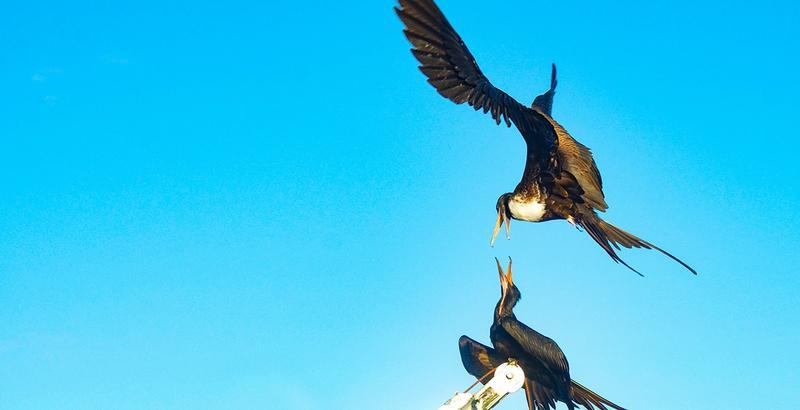 Frigatebirds. Photo: Ronald Toppe