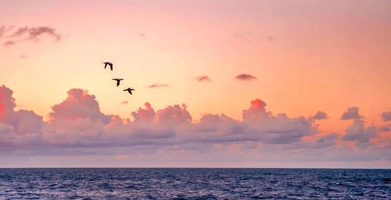 Masked boobies flying by the ship. Photo: Malin Kvamme