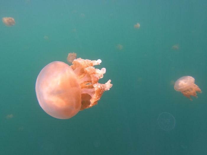 jellyfish 