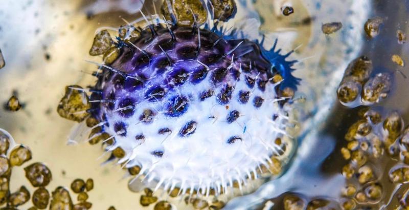 The puffer fish. Photo: Jens Rosenmai