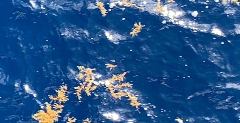 Sargassum. Photo: Marcus Seidl