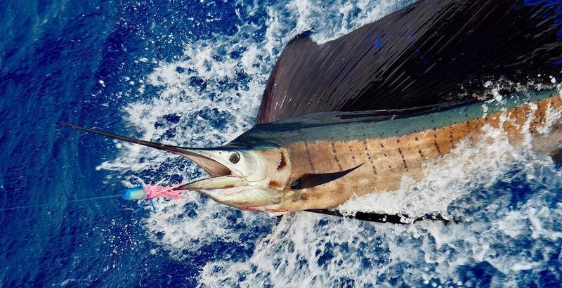 A sailfish. Photo: Martin Bua Rønhovde