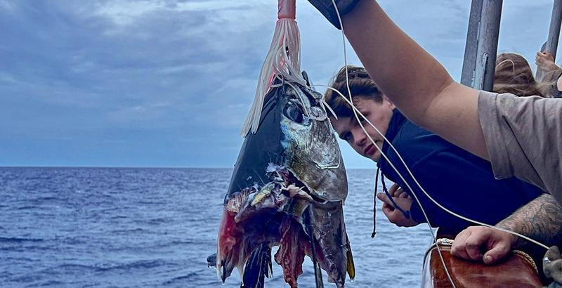 All that was left was the head. Photo: Mathilde Bryn Eikefjord