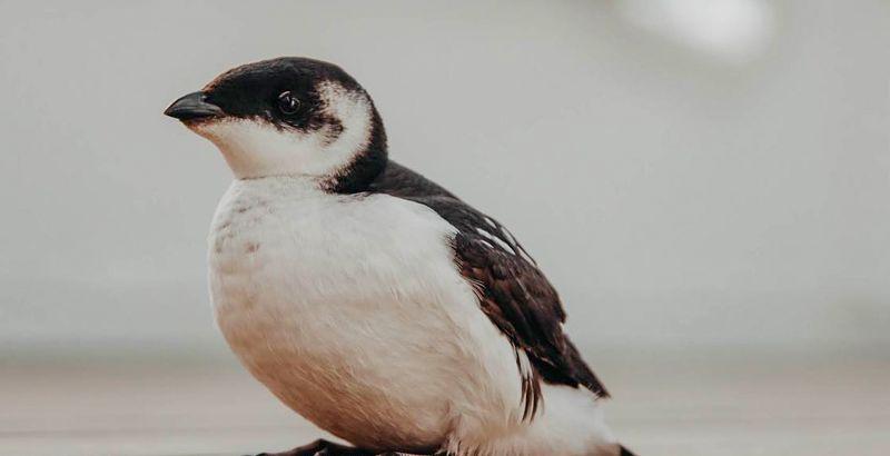 The little auk that landed on deck. Photo. Hanna Thevik